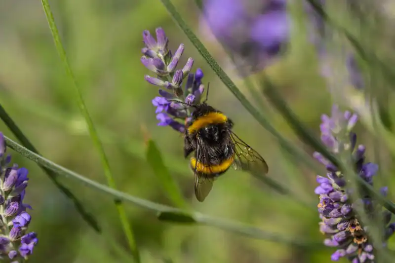 Insect photography