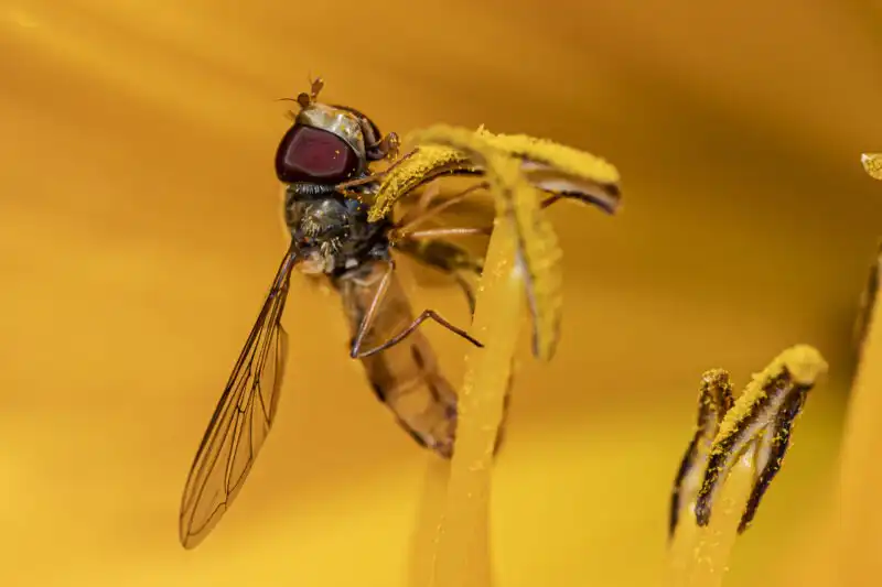 Insect photography