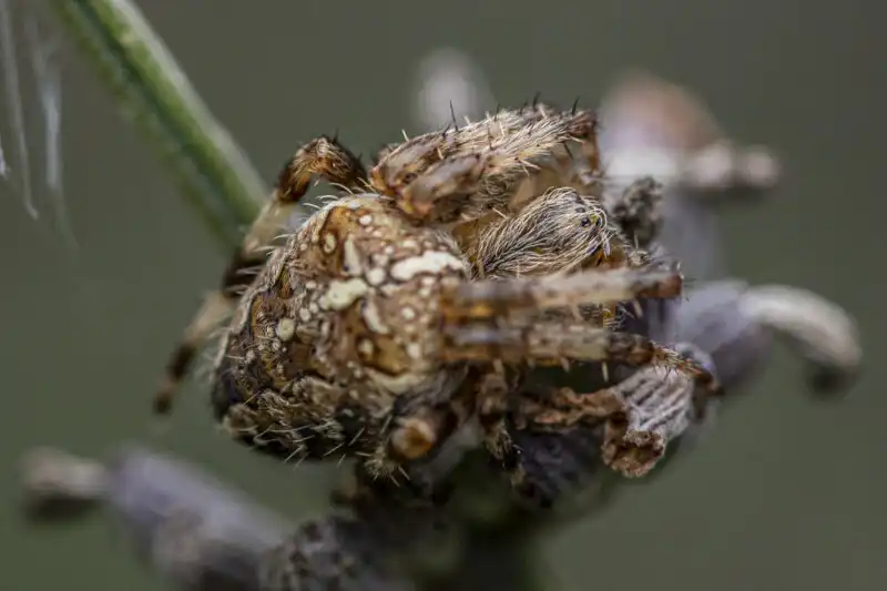 Insect photography