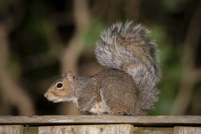 Squirrel photography