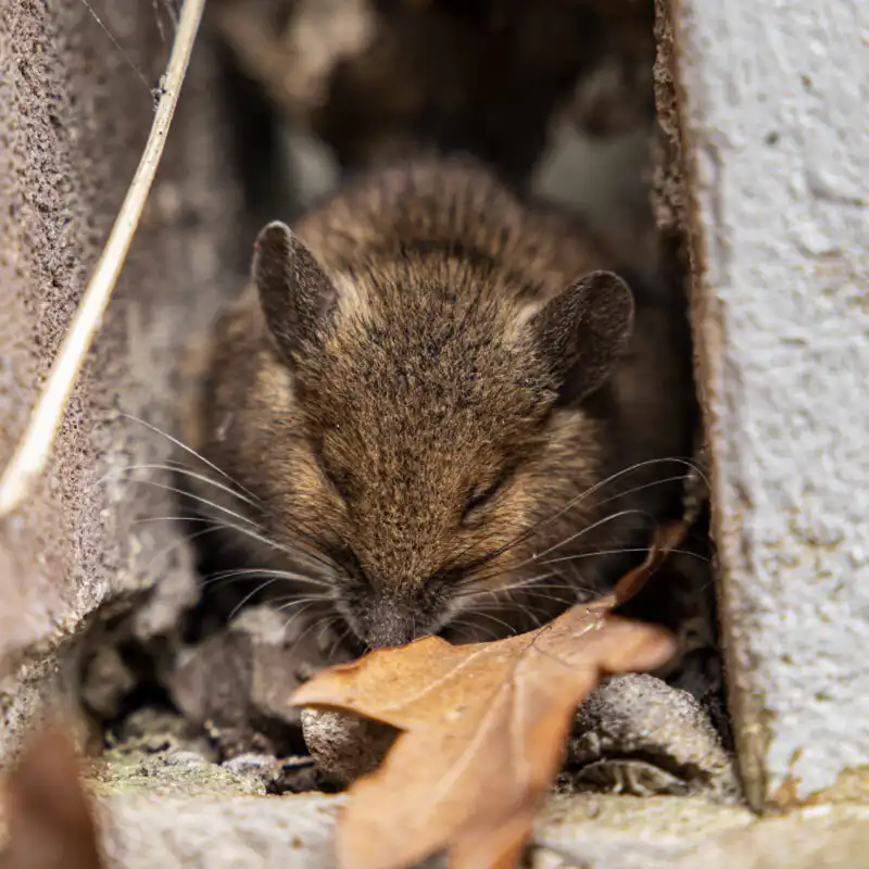 Mouse photo